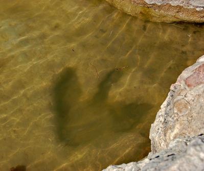 Dinosaur footprints on the river bed